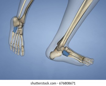 Cuboid Bone 3d Model Stock Illustration 676808671 | Shutterstock