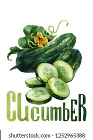 Cucumber. Hand Drawing Watercolor On White Background With Title. Watercolor Title, Lettering