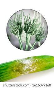 A Cucumber With Mold, Photo And 3D Illustration Of Microscopic Fungi Penicillium Which Cause Food Spoilage And Produce Antibiotic Penicillin