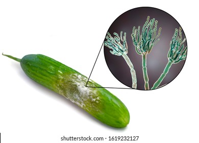 A Cucumber With Mold, Photo And 3D Illustration Of Microscopic Fungi Penicillium Which Cause Food Spoilage And Produce Antibiotic Penicillin