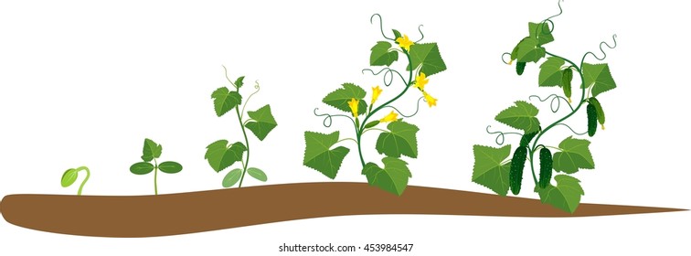 Как растет огурец поэтапно фото Cucumis Sativus Stock Illustrations, Images & Vectors Shutterstock