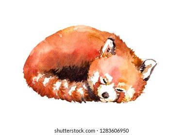 Sleeping Red Panda Stock Illustrations Images Vectors