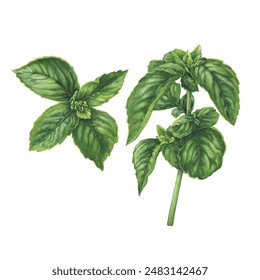 Culinary herb, aromatic green basil leaves (Ocimum basilicum, greater basil). Watercolor hand-drawn illustration on white background.
