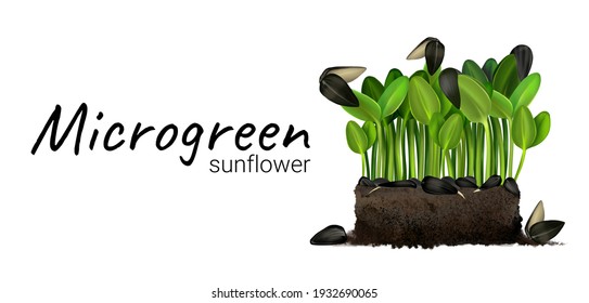 Cultivation of microgreen sunflower, young sprout, sunflower seeds in the ground, plant roots, peat soil. vegan healthy food. The process of seed germination. Realistic freehand drawing isolated 