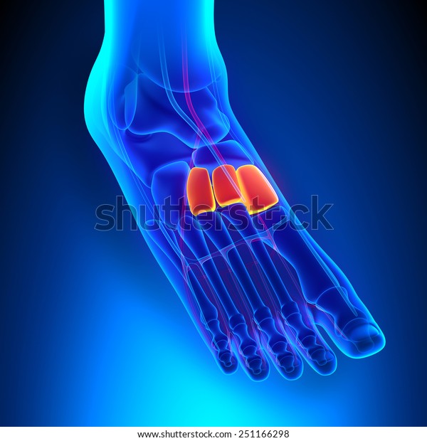 Cuneiforms Bones Anatomy Circulatory System Stock Illustration ...