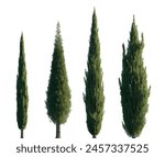 Cupressus sempervirens set mediterranean common cypress (italian, Tuscan, Persian , or pencil pine cypress) frontal isolated on a white background perfectly cutout