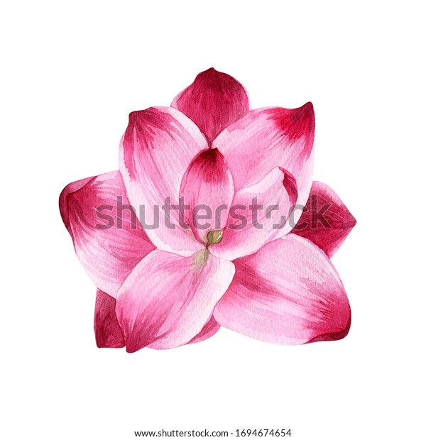 白い背景にクルクマ ウコンの花 水彩イラスト 植物画 手描き ストックイラスト のイラスト素材