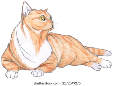 Curious ginger tabby  white cat resting his belly white background  Pencil drawing red fat kitty
