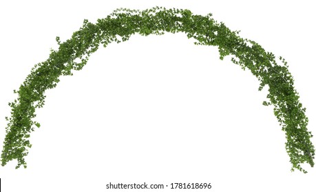Curly ivy arch on a white background 3d rendering. Arch of green leaves