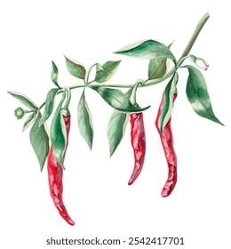 Curved branch with growing peppers. Isolated watercolor illustration for spice packaging design, cookbook, fabric printing, restaurant print design, tableware and kitchenware.. - Powered by Shutterstock