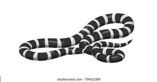 Curved Slither Banded Sea Krait Or California Kingsnake Icon. Creeping Black With White Stripes Water Snake Isolated . Crawling Poisonous Reptile Illustration For Wild Nature Concepts, Zoo Ad