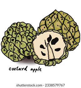 Custard apple doodle drawing  line draw fruit   food