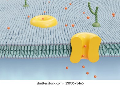 Cutaway View Of Human Cell Membrane Showing Transmembrane Proteins. 3d Illustration