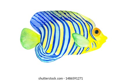 Cute Angel Fish/ Watercolor Hand Drawn Art On White Isolated Background.