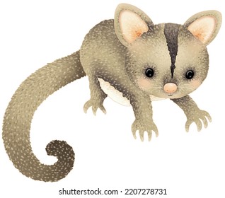 Cute Australian Sugar Glider Possum. Beautifully Detailed Digital Cartoon Illustration.