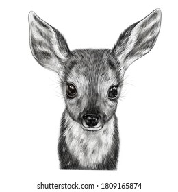 Cute baby deer portrait. Hand drawn illustration. Nursery poster
