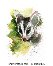 Royalty Free Baby Opossum Images Stock Photos Vectors Shutterstock