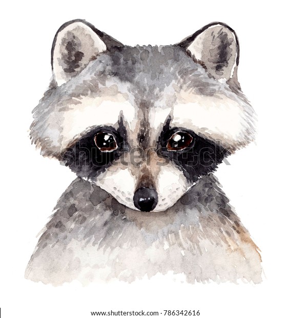 Joli Bebe Raccoon Illustration A L Aquarelle Illustration De Stock