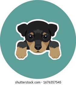 Cute black mini pinscher illustration