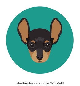 Cute black mini pinscher illustration