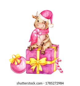 Cute cartoon bull sitting pink gift box   christmas round   lollipop; watercolor hand draw illustration; can be used for new year 2021 cards; and white isolated background