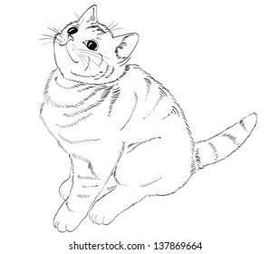 Cute Cat Stock Illustration 137869664 | Shutterstock