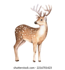 Cute deer illustration  Realistic watercolor sketch  Hand painted art isolated white background  Woodland wild animal  Element for decorative forest design
