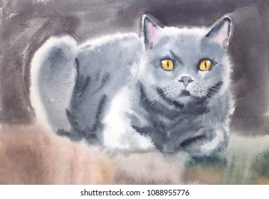 Cute Fluffy Favorite British Cat With Beautiful Honey Eyes Sitting Bent Legs On A Colored