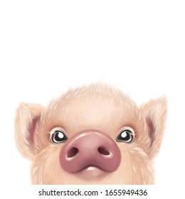 Cute fluffy pig portrait. Hand drawn pig illustration