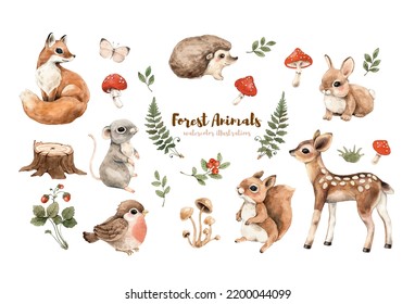 Cute forest baby animals watercolor illustration.
Woodland isolated little animals (bird, fox, fawn, hare, hedgehog, mouse and squirrel) and plants (fern, amanita,mushrooms, strawberry) for nursery.