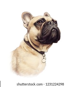 Cute French Bulldog isolated white background  Realistic drawing Boxer dog  Hand Painted Illustration Pets  Animal art collection: Dogs  Good for cover  print T  shirt  pillow  Design template
