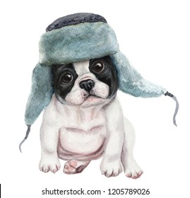 Cute french bulldog puppy in winter hat. Hand drawn watercolor