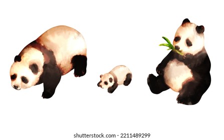 A Cute Giant Panda Parent And Child. A Baby Panda And A Panda Eating Bamboo. Isometric Drawing.  Watercolor Style Illustration On White Background.