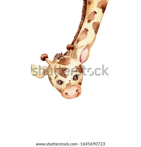 Cute giraffe looks down; watercolor hand draw illustration; with white isolated background