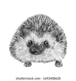 Baby Animals Pencil Drawing Images Stock Photos Vectors Shutterstock