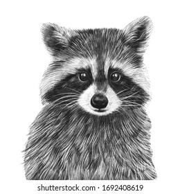 Cute Hand Drawn Racoon Portrait. Nursery Poster