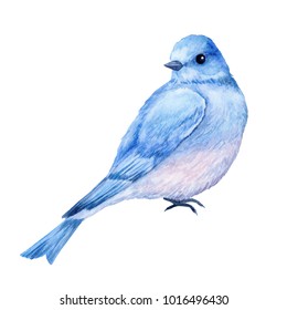 かわいい小さな青い鳥 水彩イラスト かわいい動物や鳥 ばねの記号 ハッピーイースター ブルーラックバード のイラスト素材 Shutterstock