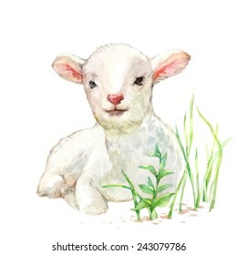 Cute Little Lamb On White Background Watercolor Illustration