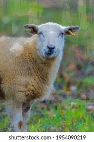 Cute looking sheep looking straight ahead with his eye closed and his mouth chewing oil painting