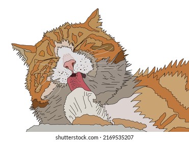 Cute Orange And Gray Cat With White Spots On Nose And Paws, And Eyes Closed, Is Licking Its Front Leg With Its Red Tongue 