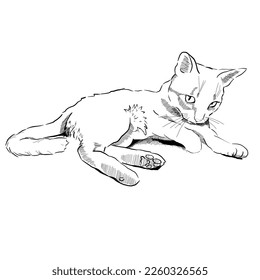 Cute playful cat in move hand drawn with lineart style - Powered by Shutterstock