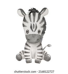 Cute Portraits Zebra In Cartoon Style. Drawing African Baby Wild Animal Isolated On White Background. Jungle Animal Is Sitting