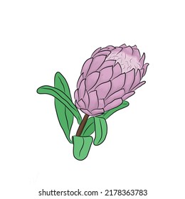 Cute Simple Sketch Protea Stock Illustration 2178363783 | Shutterstock