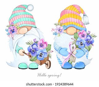 Cute spring gnomes on a white background. Pansy flowers. Watercolor illustration.