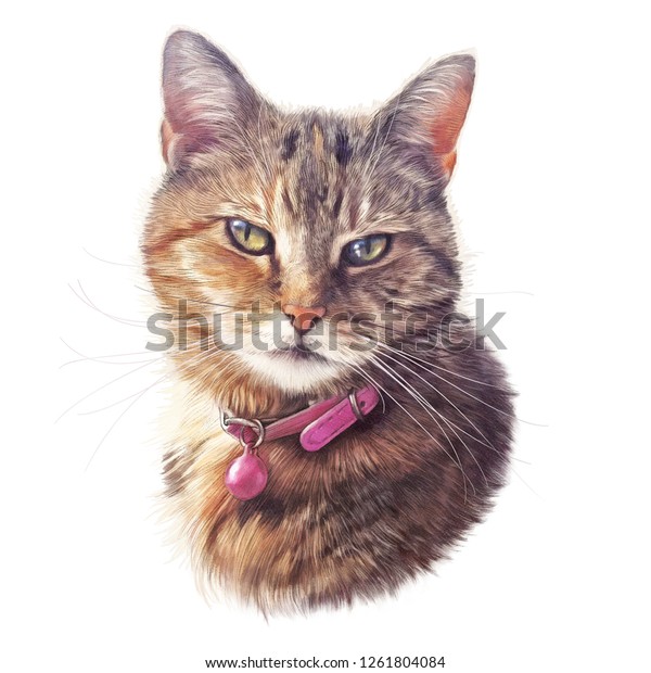 白い背景にかわいいストライプ猫 ペットのリアルなポートレート ピンクの襟の猫の絵 動物芸術コレクション 猫 枕の上に印刷するのに良い Tシャツ 手描きの イラスト のイラスト素材