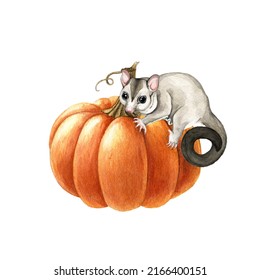 Cute Sugar Glider Possum On The Pumpkin. Watercolor Illustration. Halloween Autumn Decorative Cozy Element. Cute Halloween Decor Element With Sugar Glider Animal