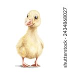 Cute vintage Easter yellow gosling duckling bird isolated on white background. Watercolor hand drawn illustration sketch