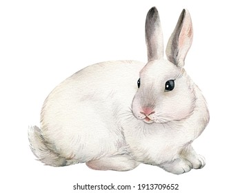 Cute Watercolor Bunny, Beautiful Rabbit. Hand Drawing Illustration