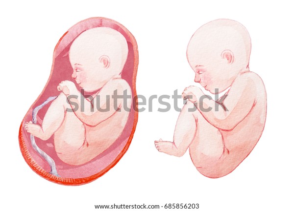 胎児の可愛い水彩イラスト 新生児 のイラスト素材
