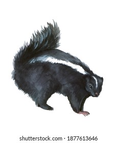 113 Watercolor skunk Images, Stock Photos & Vectors | Shutterstock